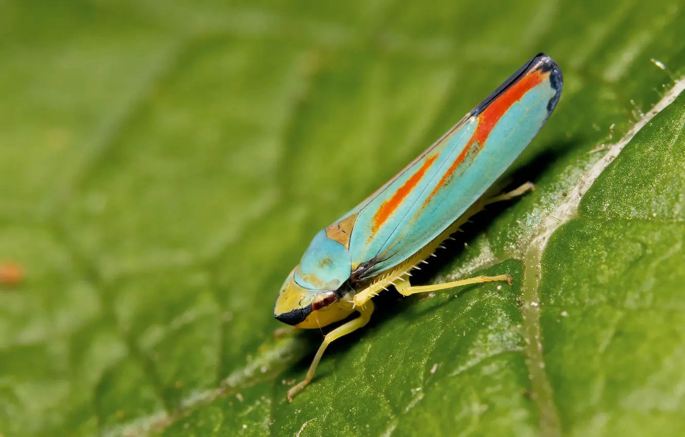 Photo wallpaper leaves, insect, insect, Stephane, Macro photography, macro photography of insects, Graphocephala coccinea, Graphocephala red