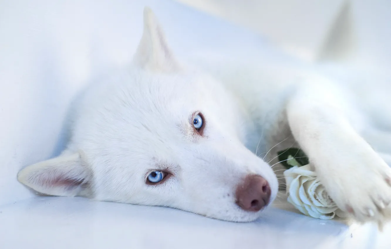 Photo wallpaper face, dog, white, husky
