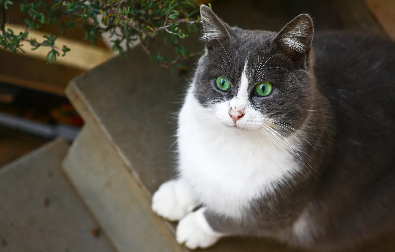 Photo wallpaper cat, sitting, green-eyed, white-gray
