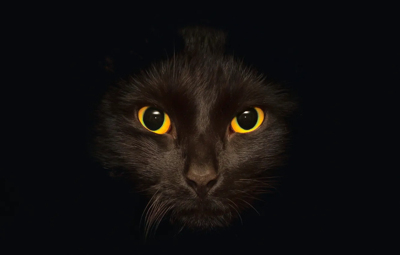 Photo wallpaper cat, eyes, cat, background, black, dark, black, black