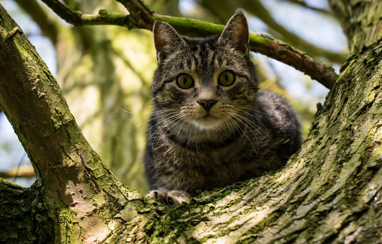 Photo wallpaper cat, cat, look, trees, on the tree