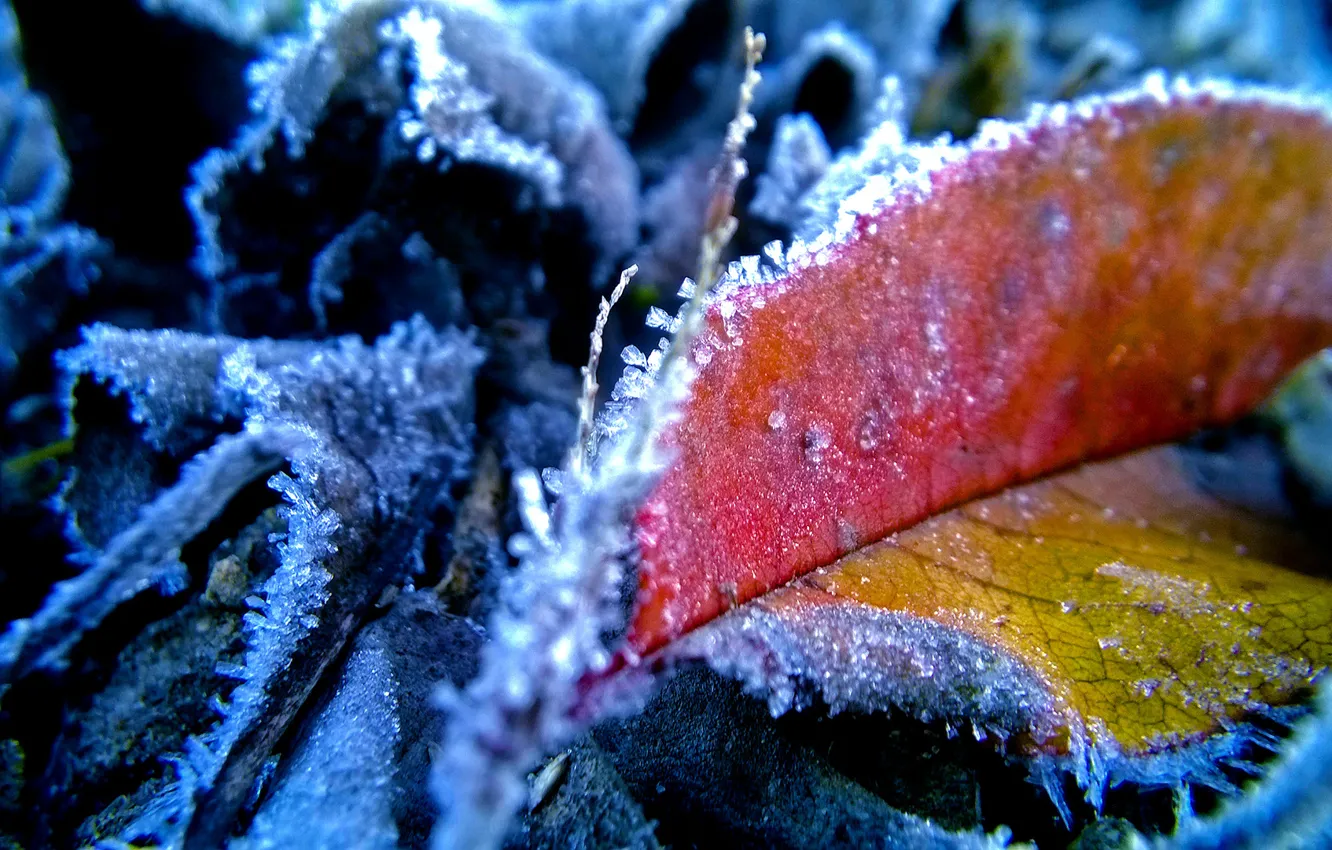 Photo wallpaper frost, leaves, autumn, Frosty