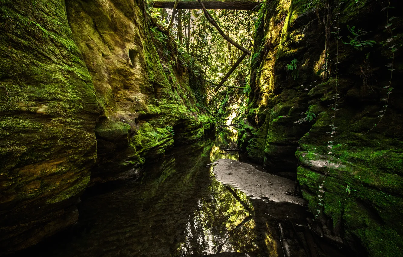 Photo wallpaper forest, river, rocks, gorge