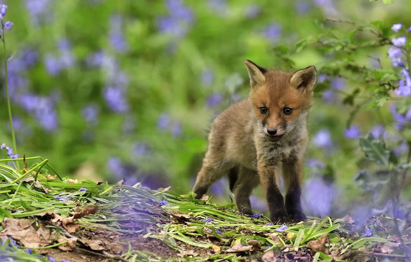 Photo wallpaper summer, leaves, flowers, nature, Fox, lilac, bokeh, Fox