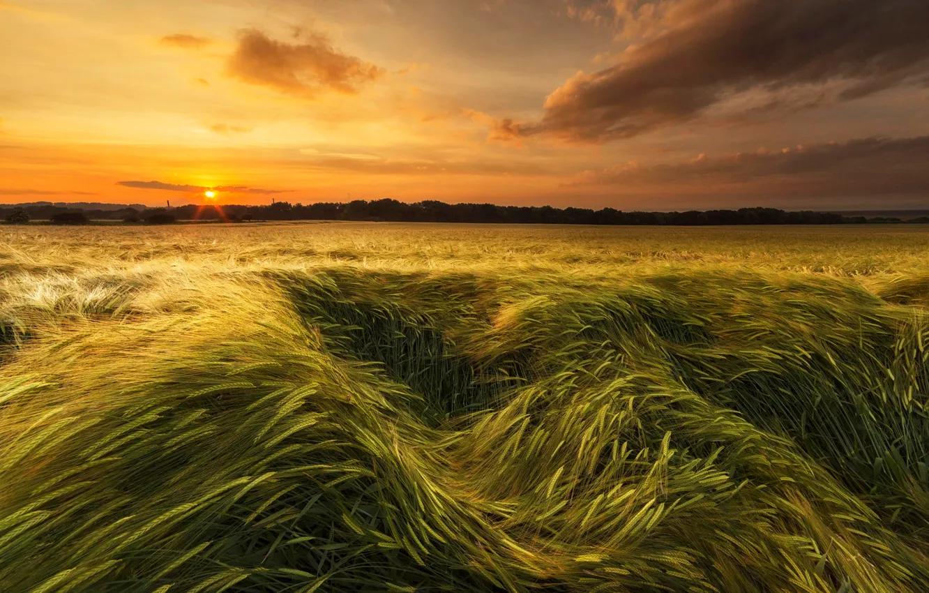 Photo wallpaper field, the sky, sunset, ears