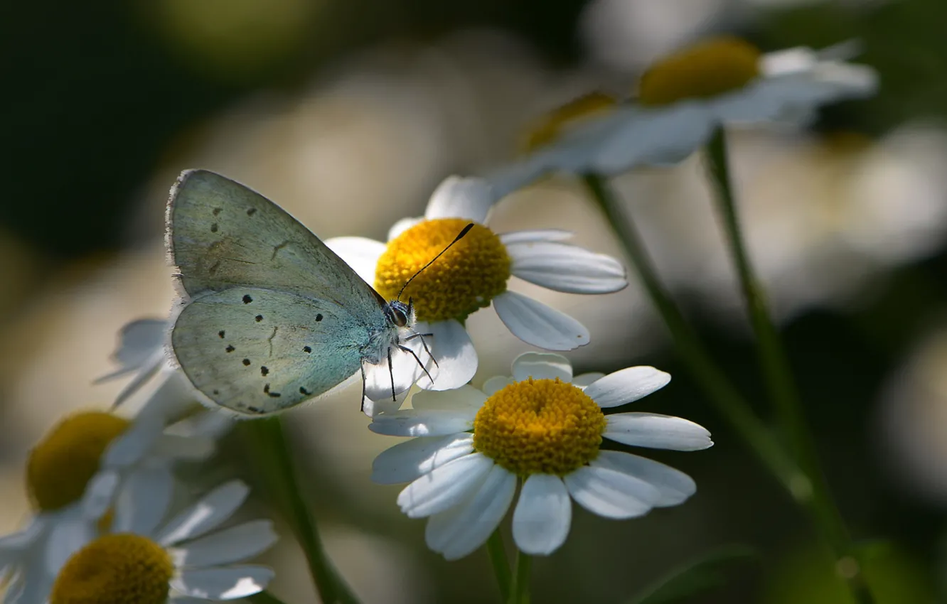 Photo wallpaper macro, flowers, nature, butterfly, chamomile, insect, flora, Nelia Rachkov