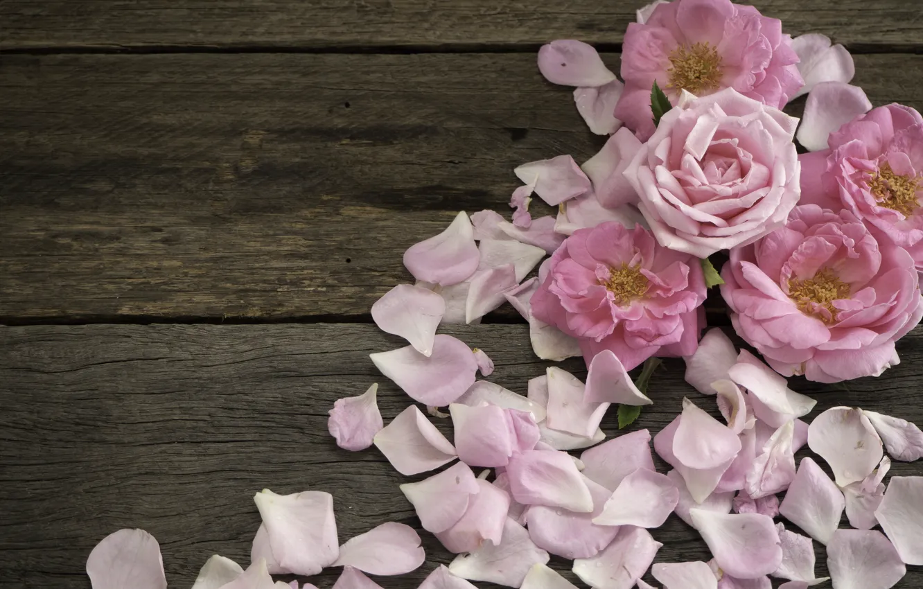 Photo wallpaper roses, petals, pink, wood, pink, flowers, petals, roses