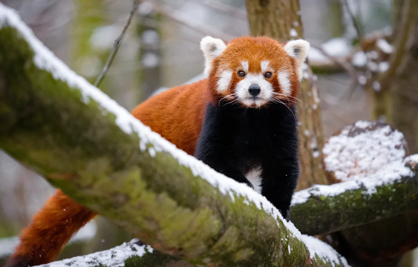 Photo wallpaper winter, look, snow, nature, tree, tail, red Panda, walk
