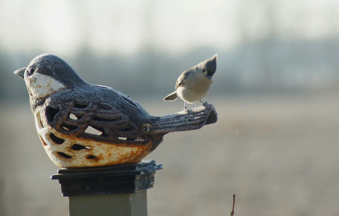 Photo wallpaper the sky, bird, monument