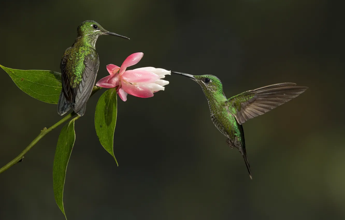 Photo wallpaper flower, Bird, Hummingbird, pair