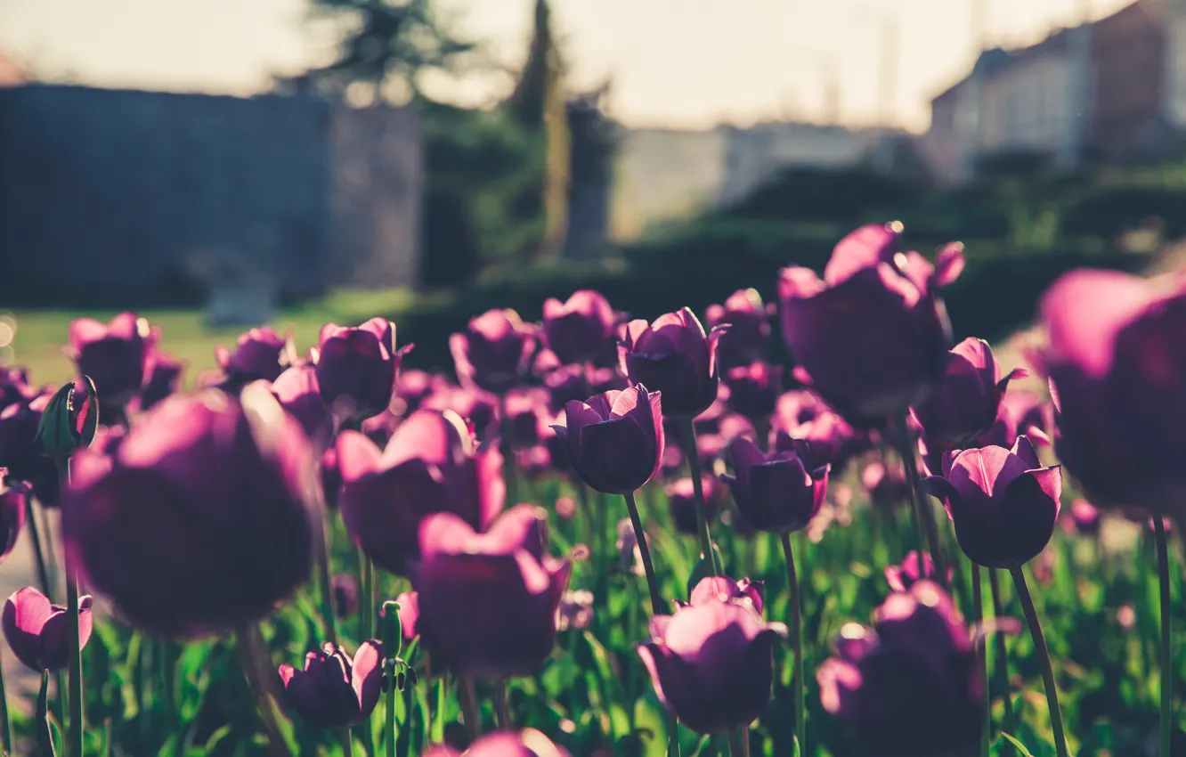 Photo wallpaper purple, flowers, close-up, flowers, beautiful, blur, flora, delicate