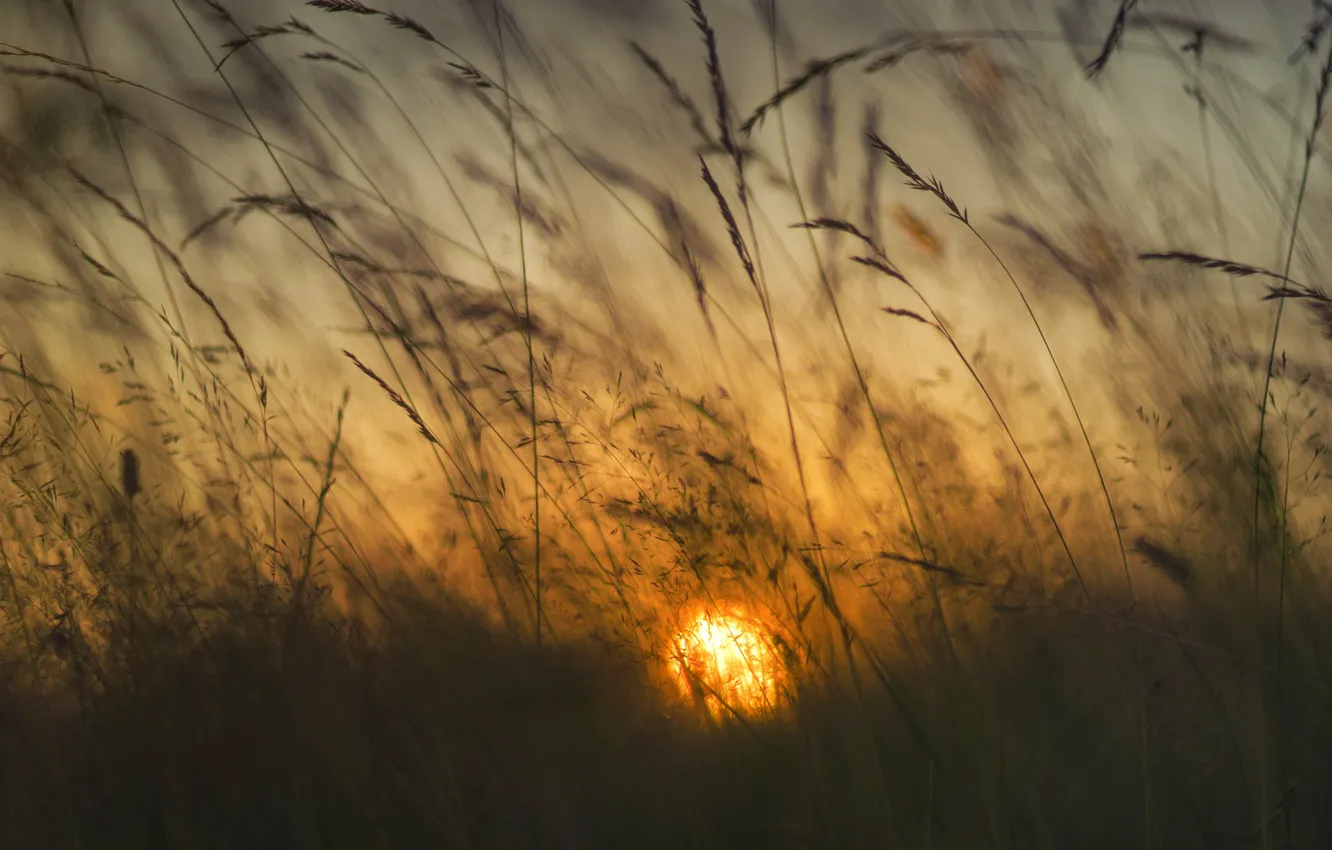 Photo wallpaper grass, the sun, dawn