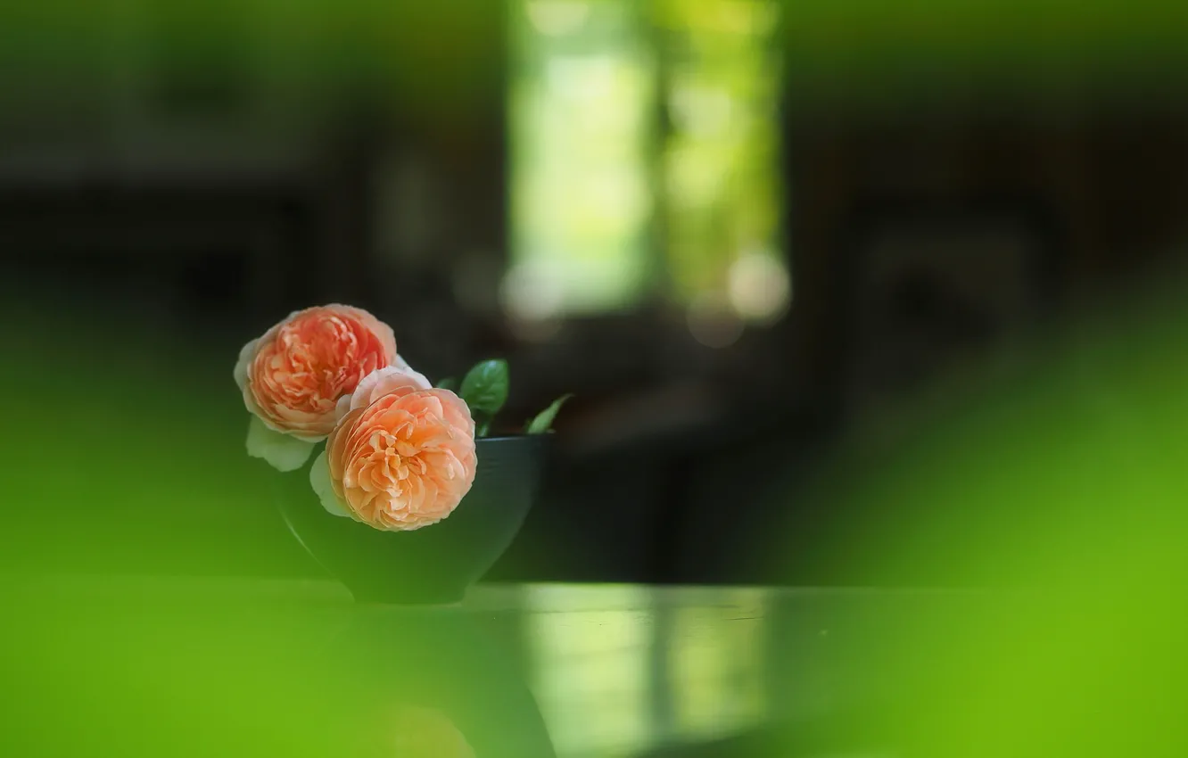 Photo wallpaper blur, vase, wallpaper, buds, tea rose, bokeh
