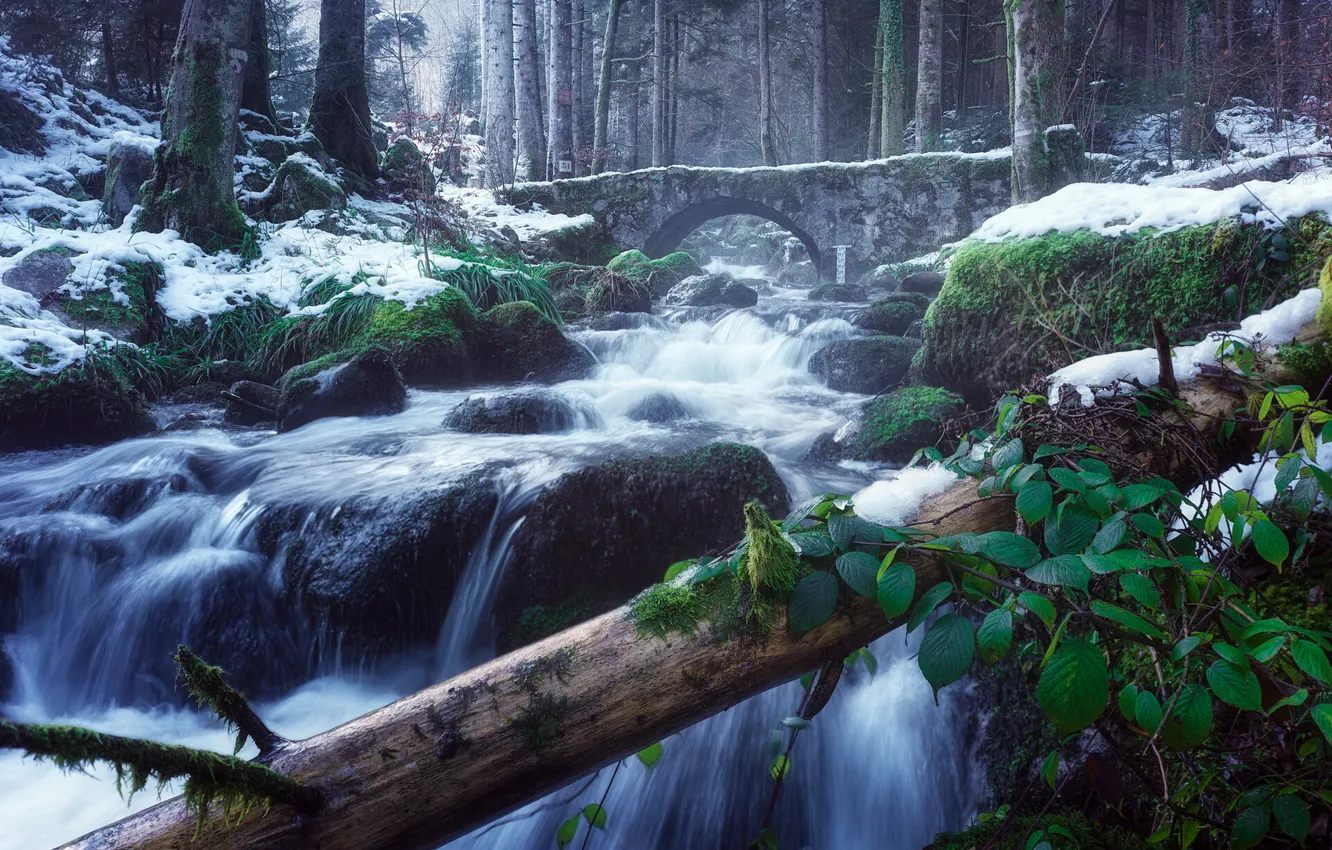 Photo wallpaper forest, bridge, river