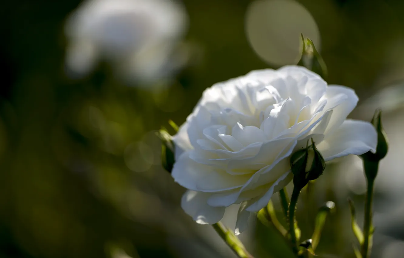 Photo wallpaper rose, white, buds