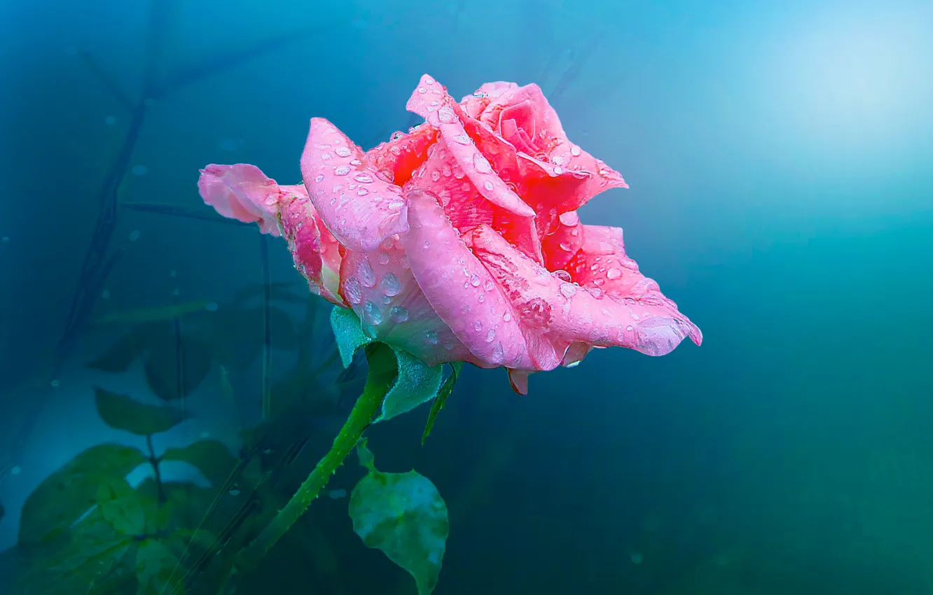 Photo wallpaper water, drops, background, rose, petals, Bud, pink