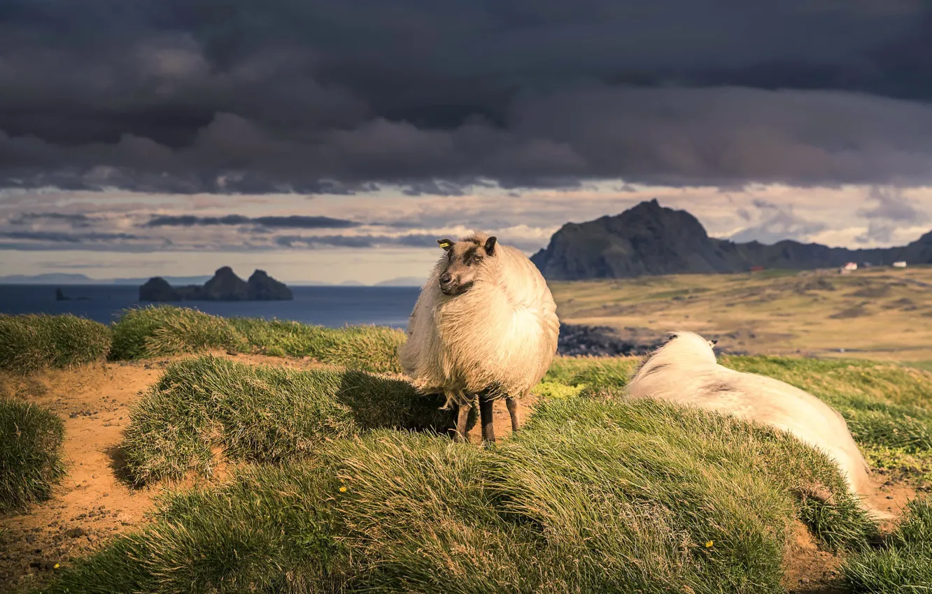 Photo wallpaper sheep, Iceland, wind