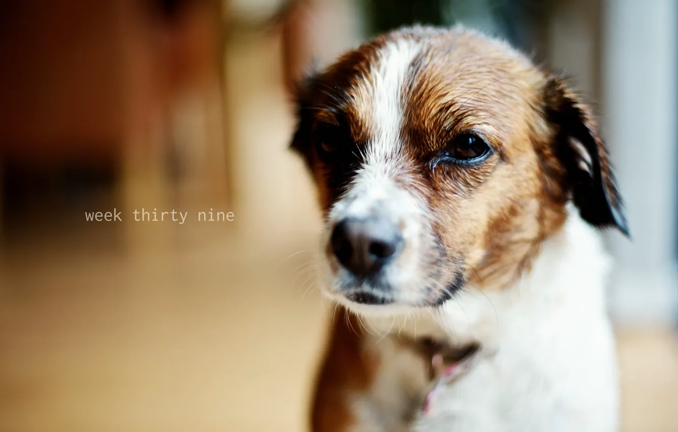 Photo wallpaper each, home, dog