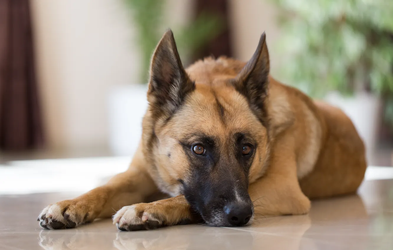 Photo wallpaper background, each, dog
