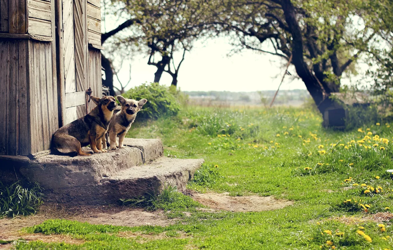 Photo wallpaper greens, dogs, grass, nature, the door, yard, stage, steps