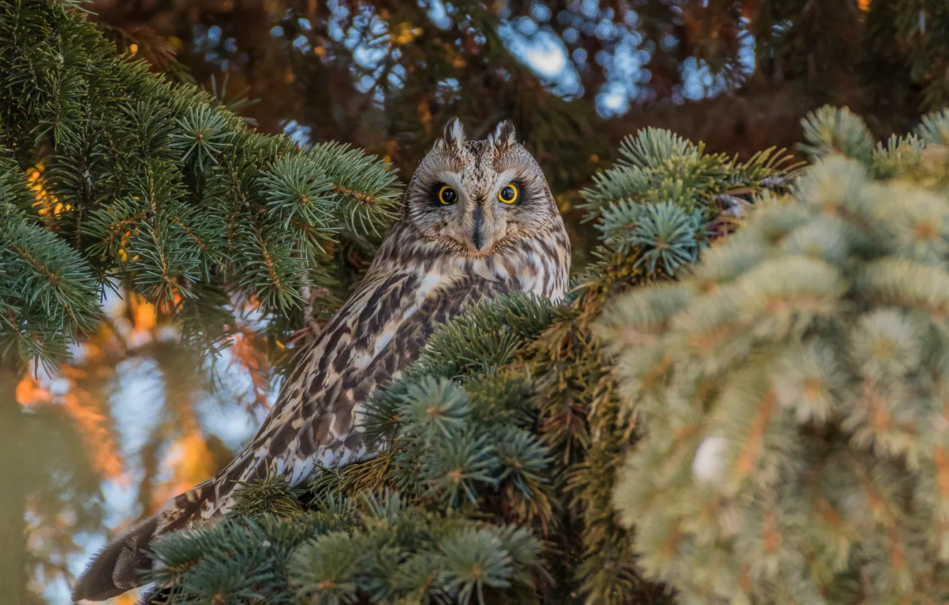 Photo wallpaper forest, look, branches, owl, bird, needles, bokeh, owl