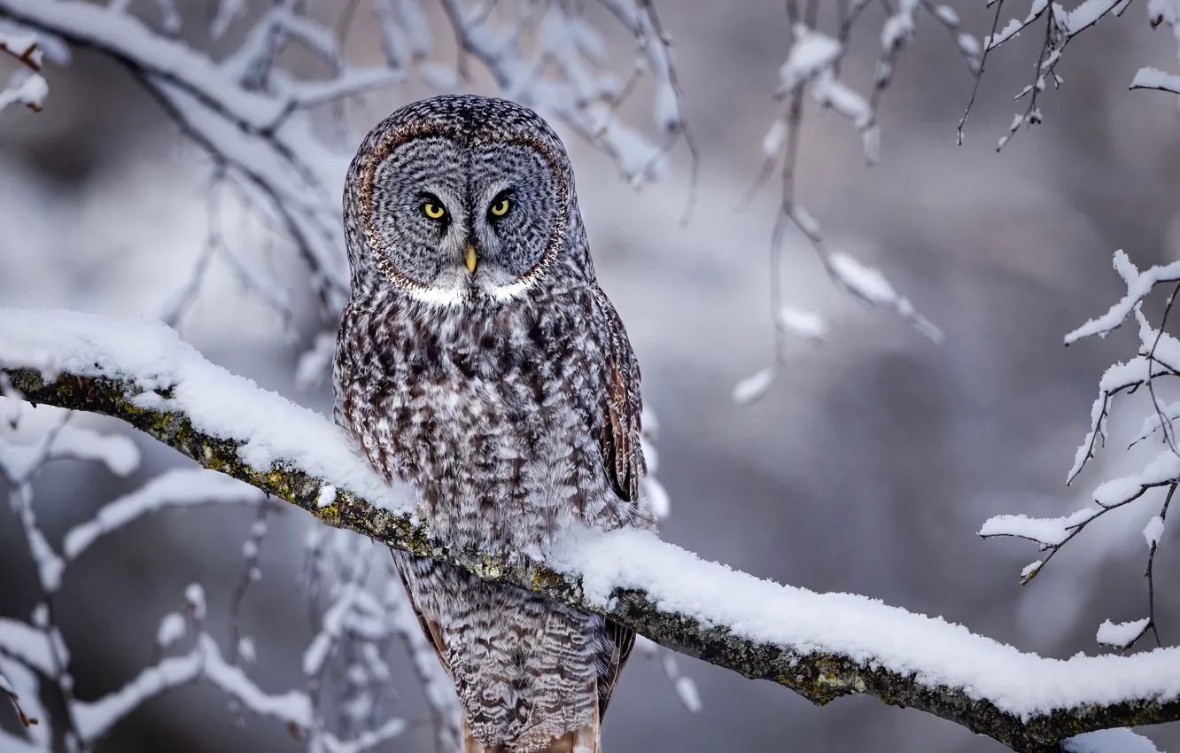 Photo wallpaper grey, yellow, eyes, look, great, owl, stare, bird_snow_tr