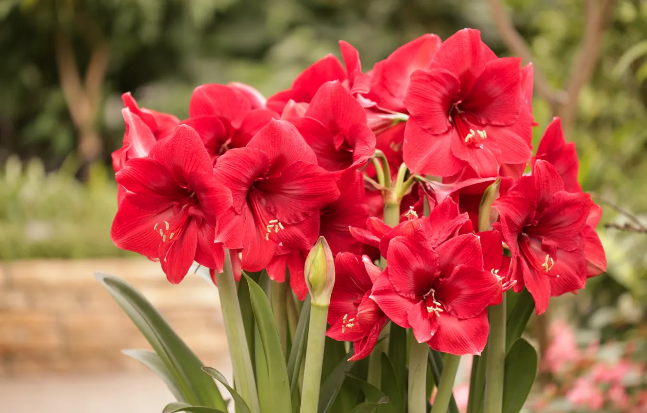 Photo wallpaper flowers, red, bokeh, Amaryllis