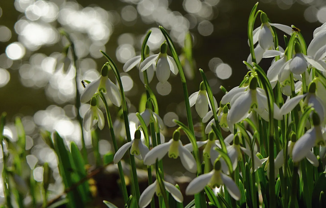 Photo wallpaper nature, spring, snowdrops