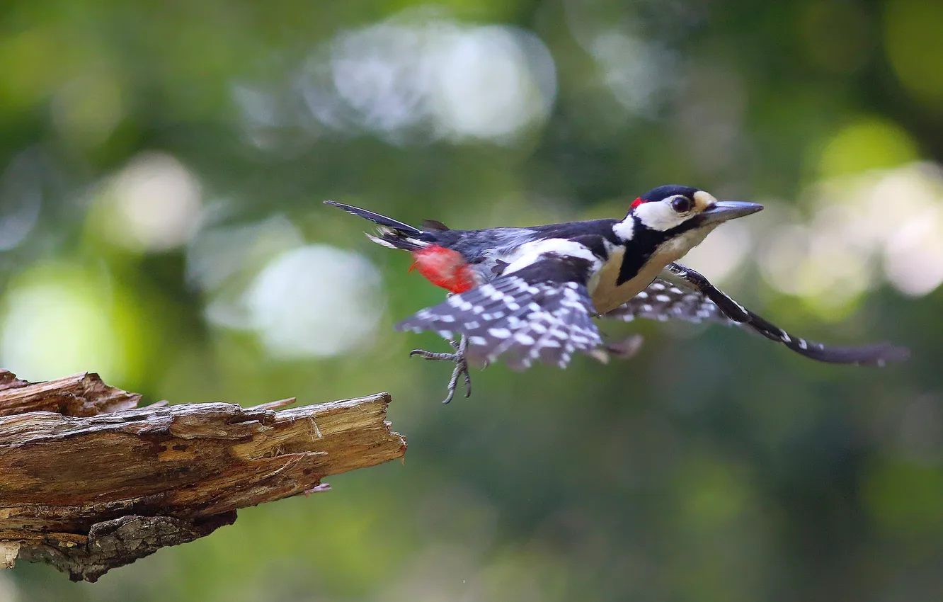 Photo wallpaper light, glare, bird, paint, wings, beak