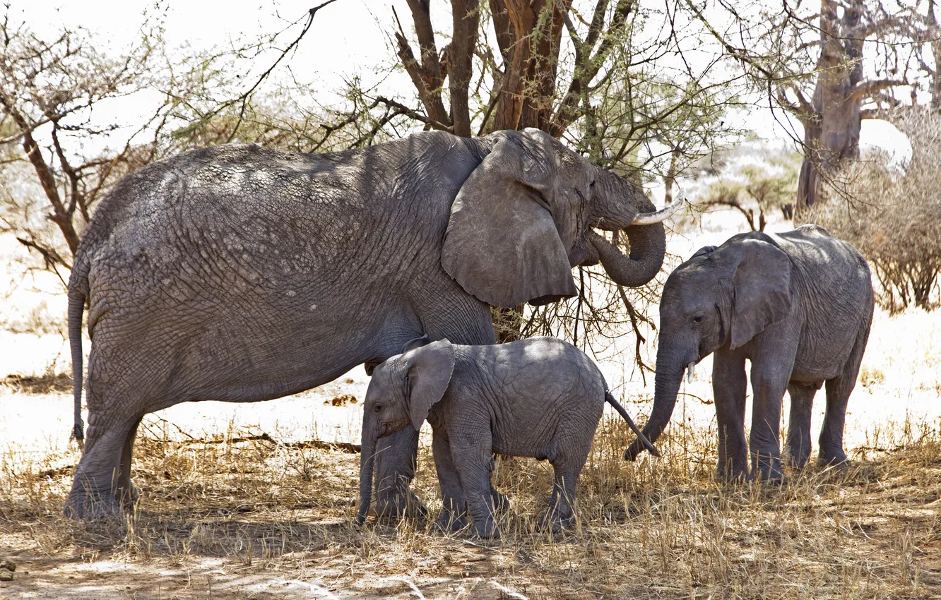 Photo wallpaper nature, elephant, Africa