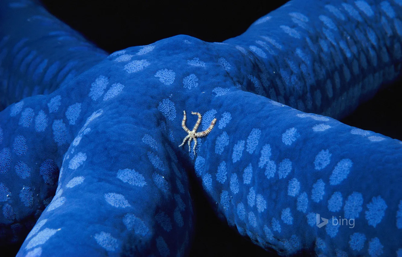 Photo wallpaper sea, the ocean, Solomon Islands, invertebrate, blue starfish