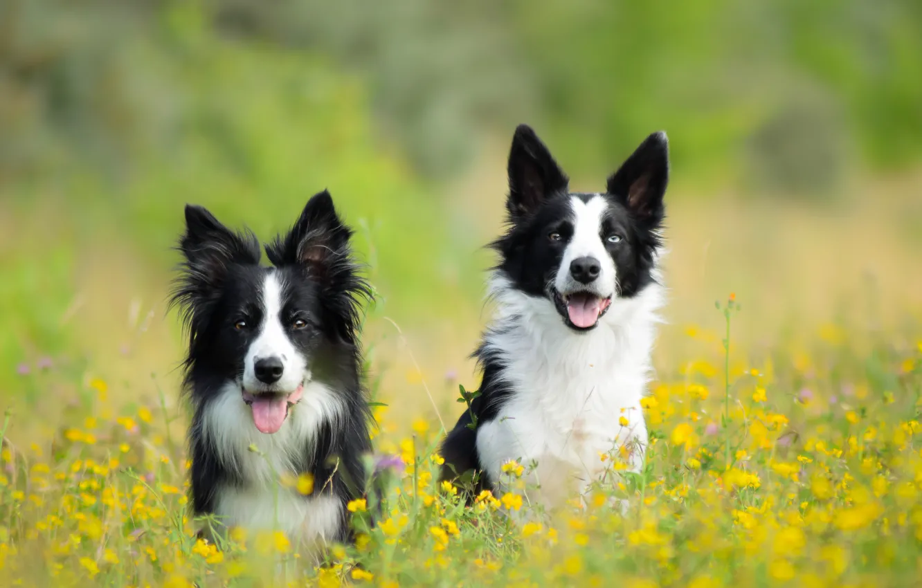 Photo wallpaper dogs, flowers, meadow, pair, two dogs, The border collie