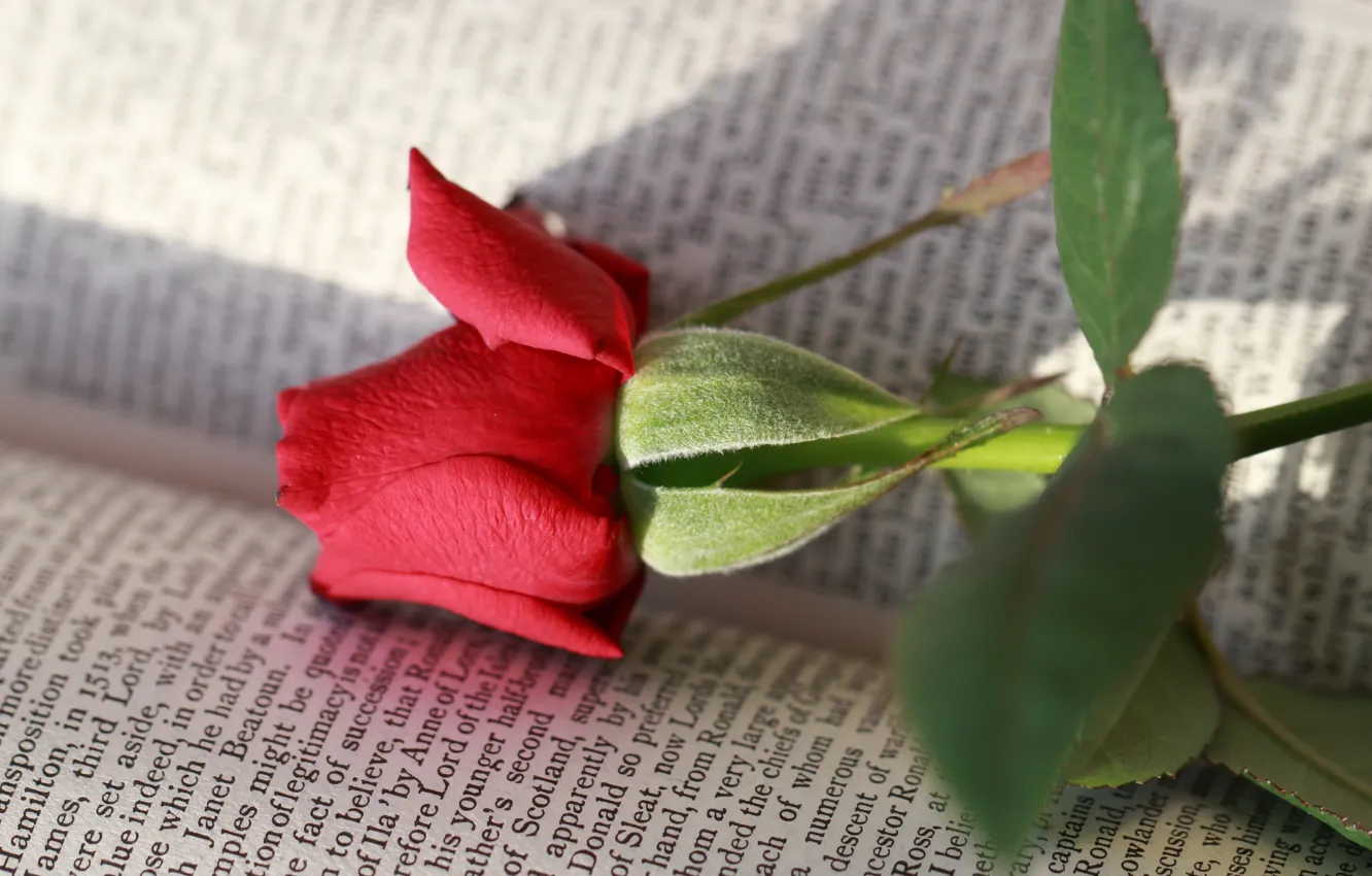 Photo wallpaper flower, rose, book
