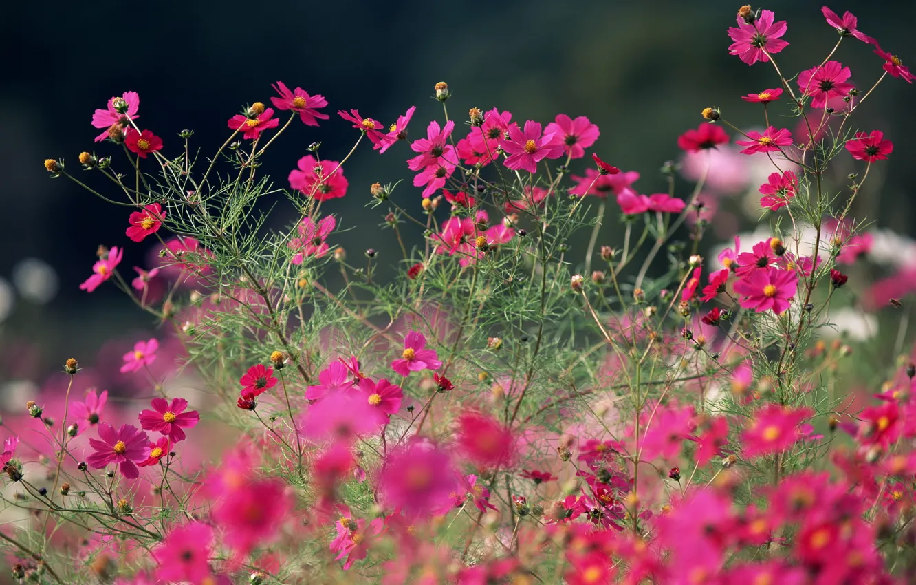 Photo wallpaper summer, macro, flowers, bright, pink, field, kosmeya