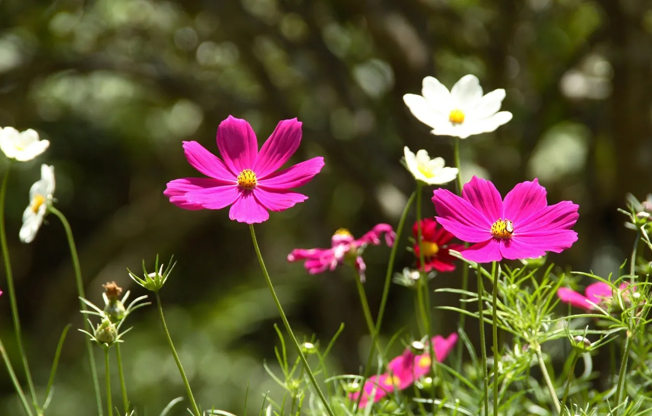 Photo wallpaper field, flowers, nature, glade, macro beauty
