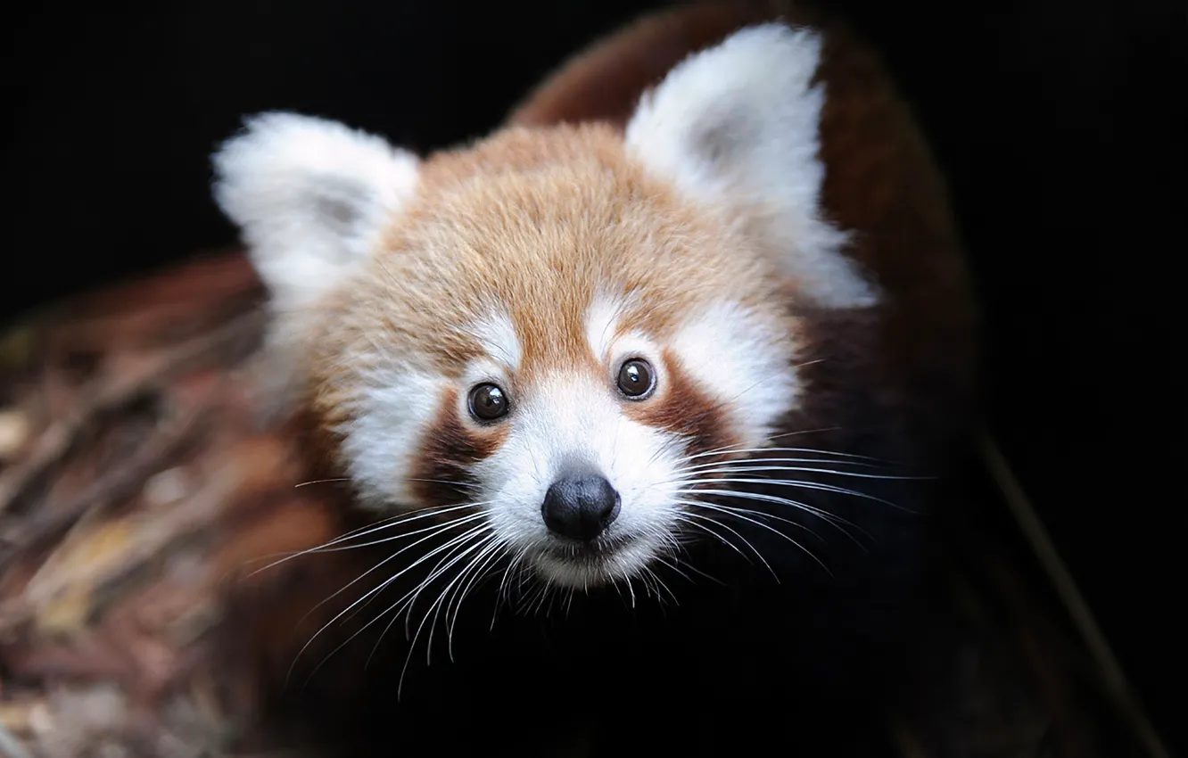 Photo wallpaper firefox, red Panda, Ailurus fulgens