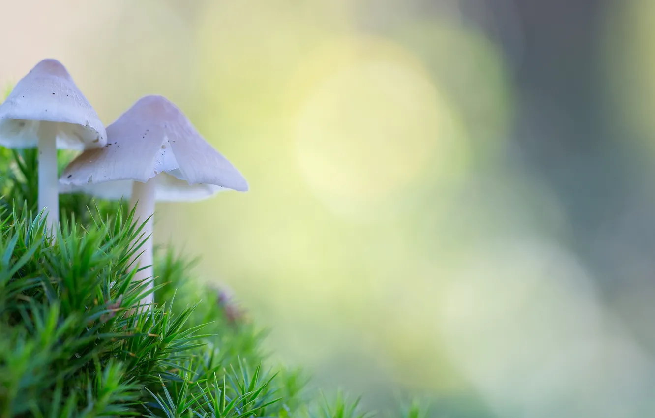 Photo wallpaper nature, background, mushrooms