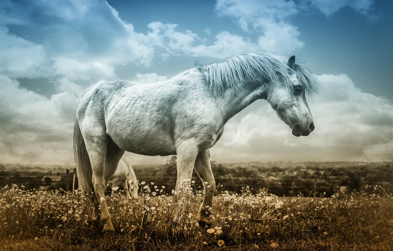 Photo wallpaper field, white, the sky, clouds, flowers, horse, horse, treatment