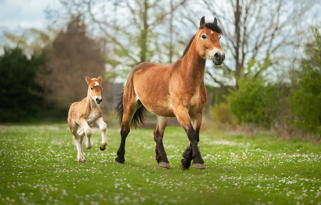 Photo wallpaper summer, nature, horse