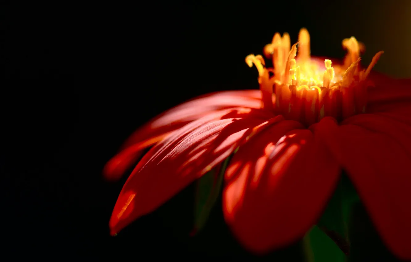 Photo wallpaper light, red, focus, petals
