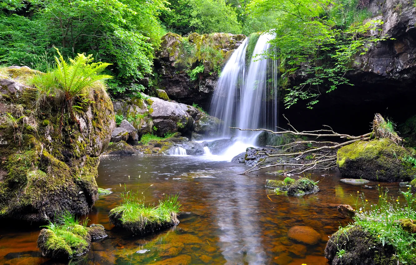 Photo wallpaper forest, trees, stones, waterfall, stream