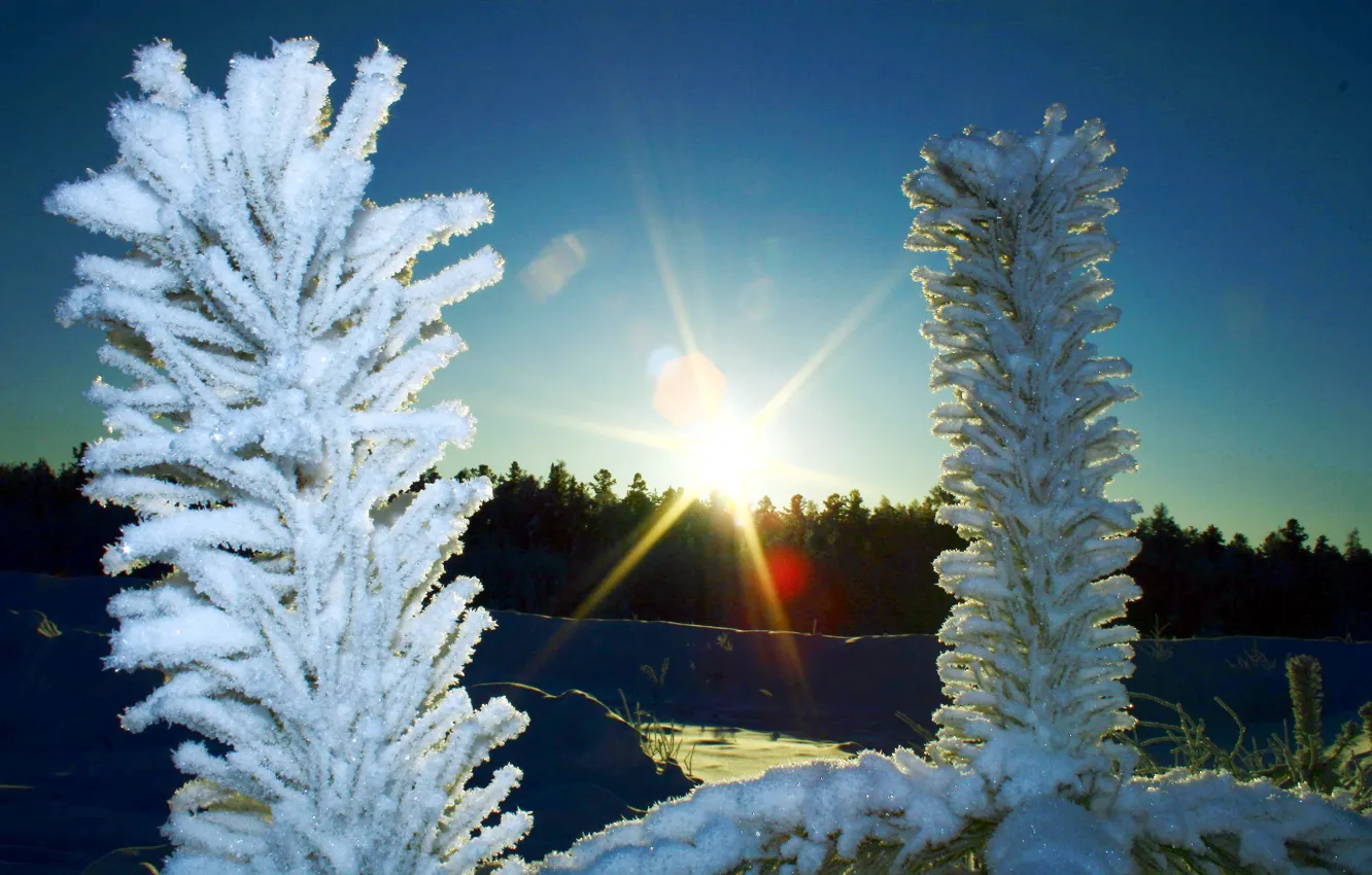 Photo wallpaper forest, landscape, nature