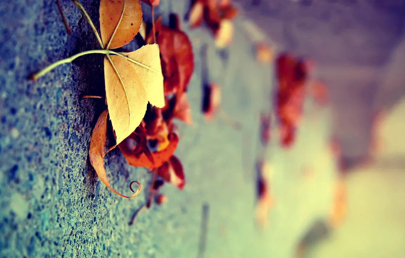 Photo wallpaper autumn, leaves, macro, surface, yellow, vertically, Dry