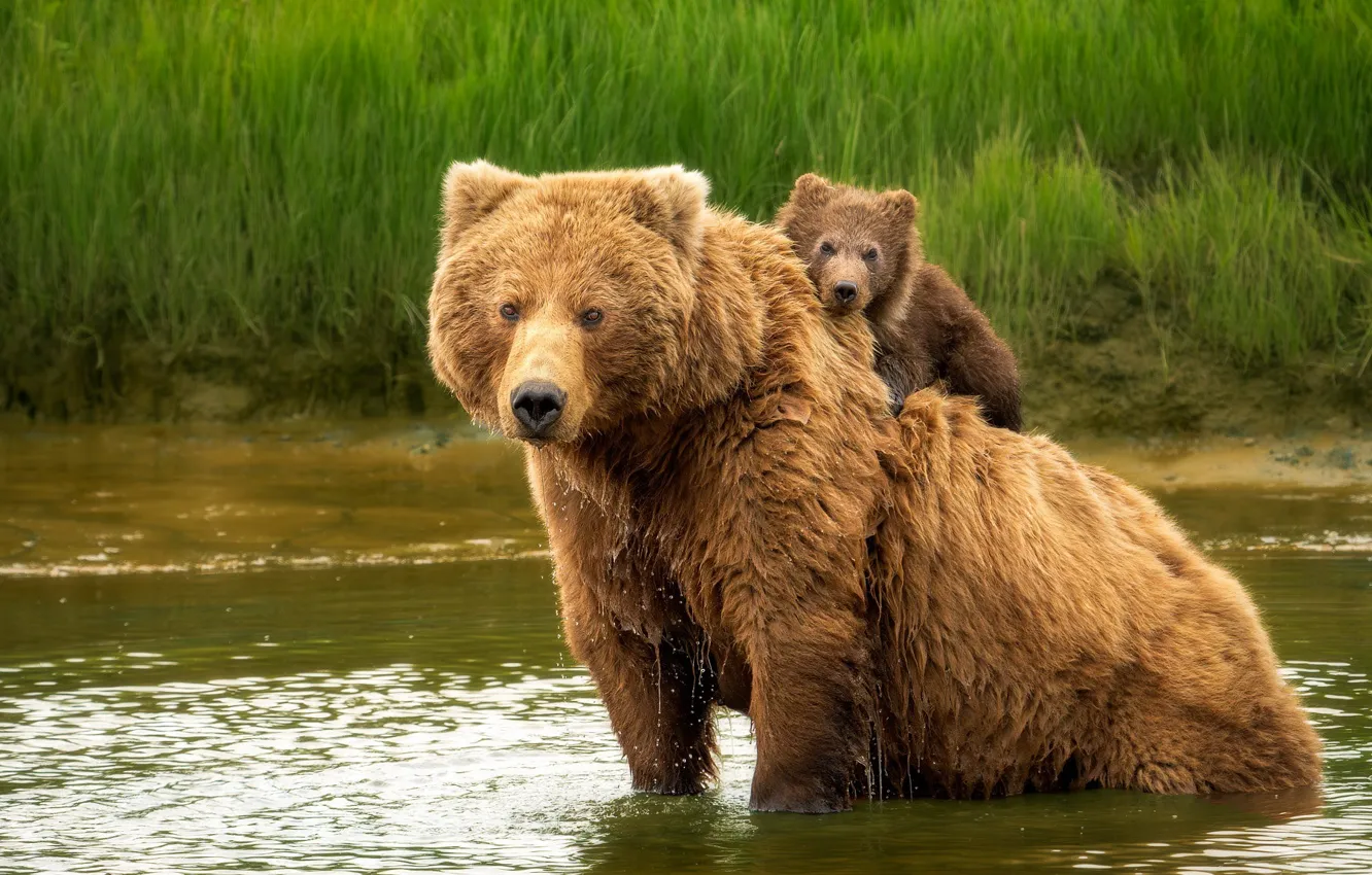 Photo wallpaper summer, nature, bear