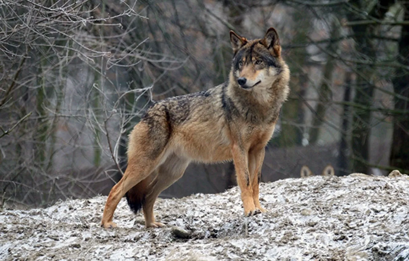 Photo wallpaper Predator, nature, animal, wolf, wildlife, Canis lupus., portrait.