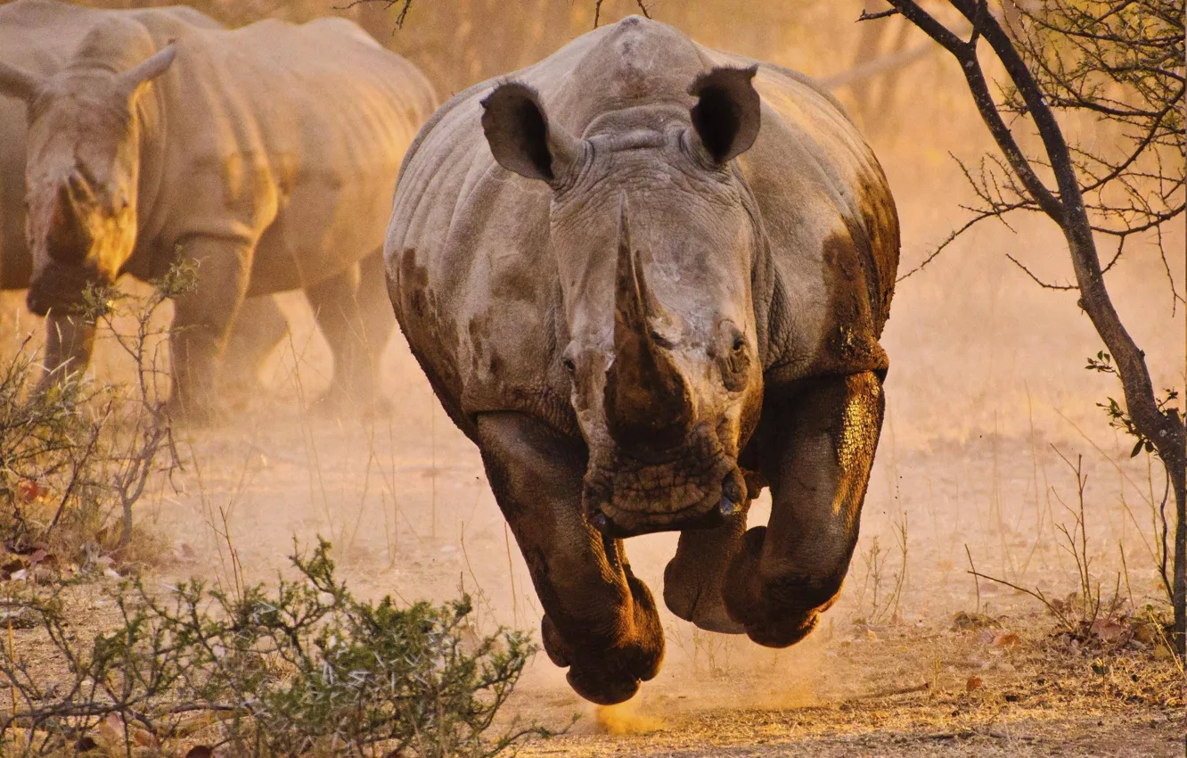 Photo wallpaper animal, rhinoceros, Africa, Pursuit, wild