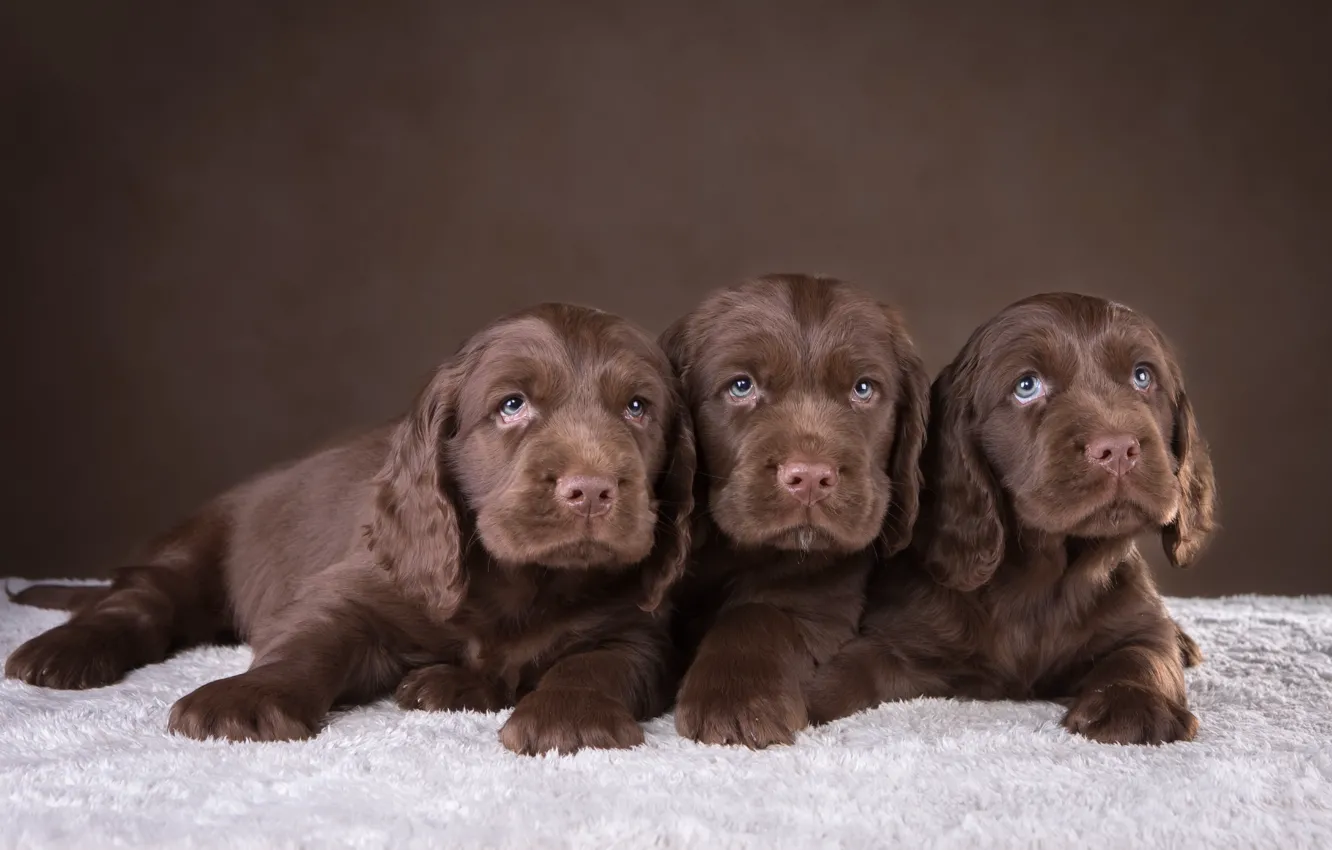 Photo wallpaper puppy, trio, Spaniel, chocolate