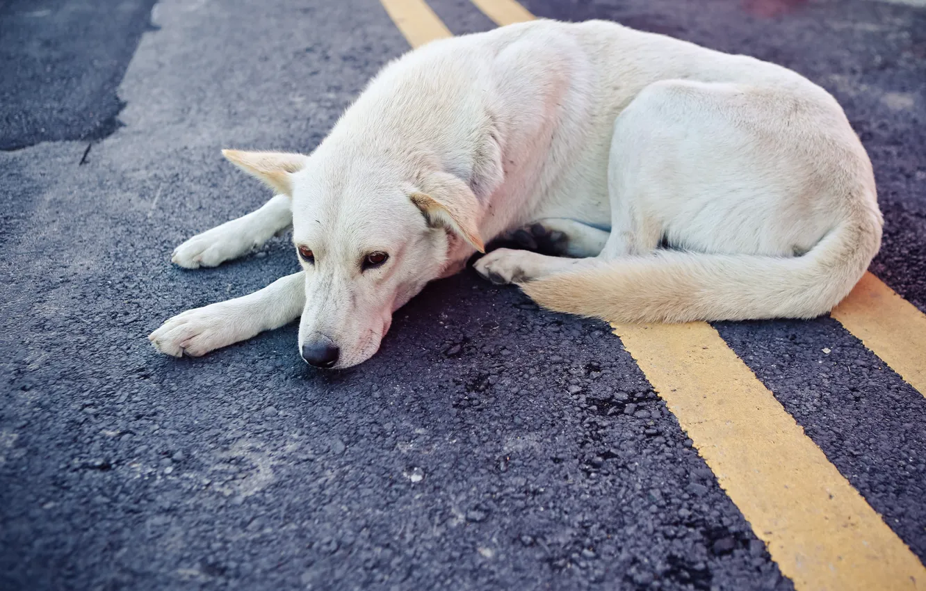 Photo wallpaper road, each, dog