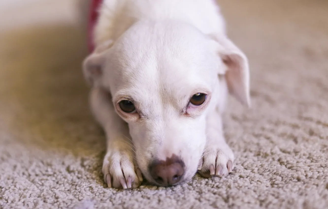 Photo wallpaper look, each, dog