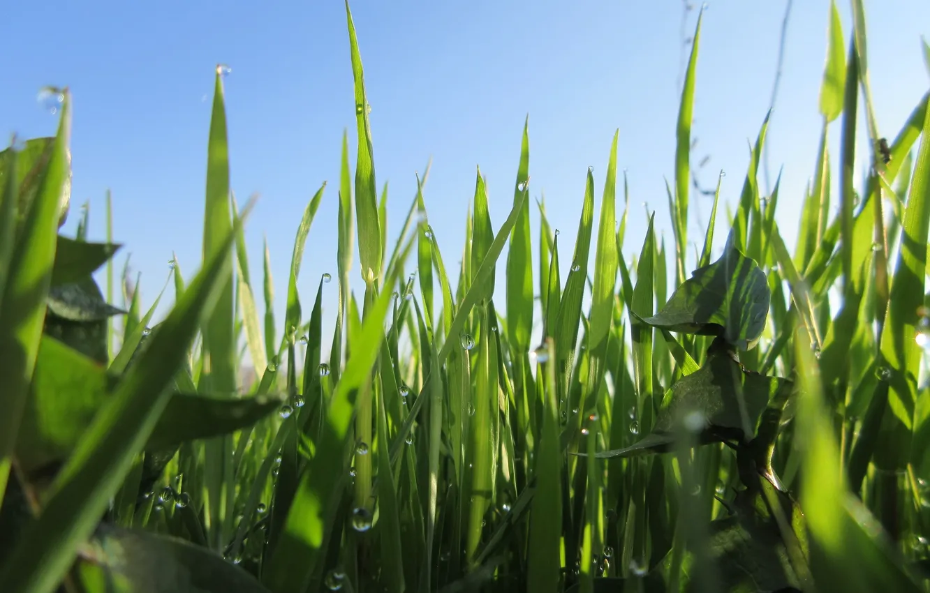 Photo wallpaper the sky, grass, April, spring 2018